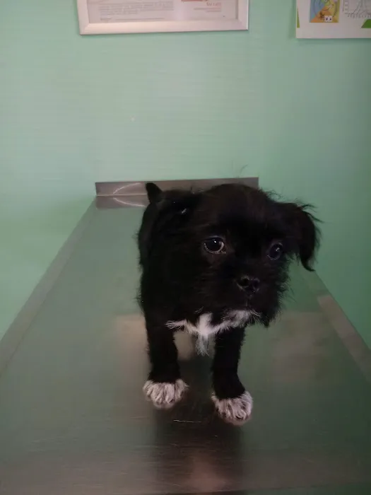 Town & Country Animal Care Inc Picture 3