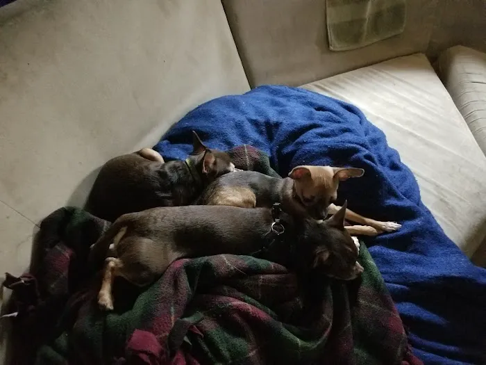 Town & Country Animal Care Inc Picture 5