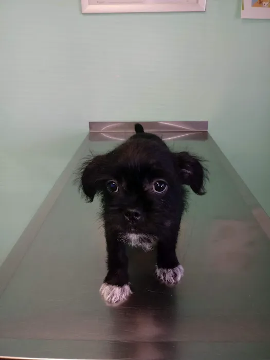 Town & Country Animal Care Inc Picture 2