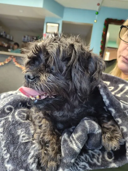 Town & Country Animal Care Inc Picture 1