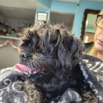 Town & Country Animal Care Inc