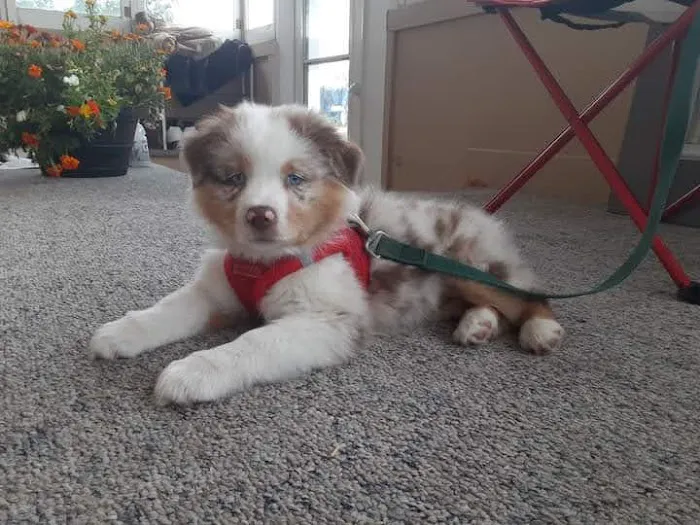 Town & Country Animal Care Inc Picture 4