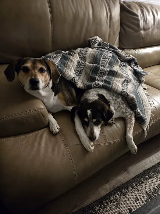 Town & Country Animal Care Inc Picture 6