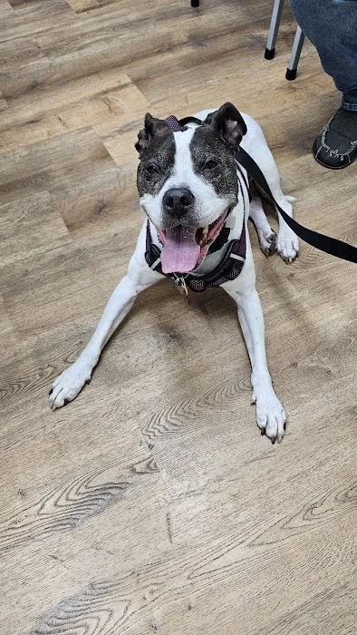 Ferstl Veterinary Hospital Picture 7