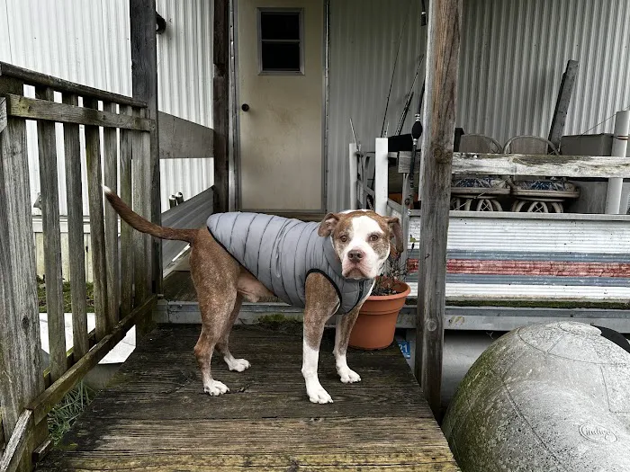 Care Veterinary Services Picture 1