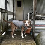 Care Veterinary Services