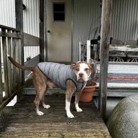 Care Veterinary Services ico