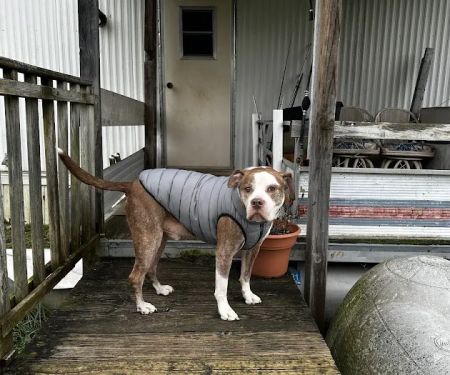 Care Veterinary Services