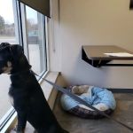 Four Seasons Veterinary Services