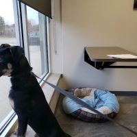 Four Seasons Veterinary Services ico