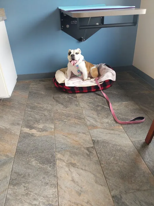 Four Seasons Veterinary Services Picture 5