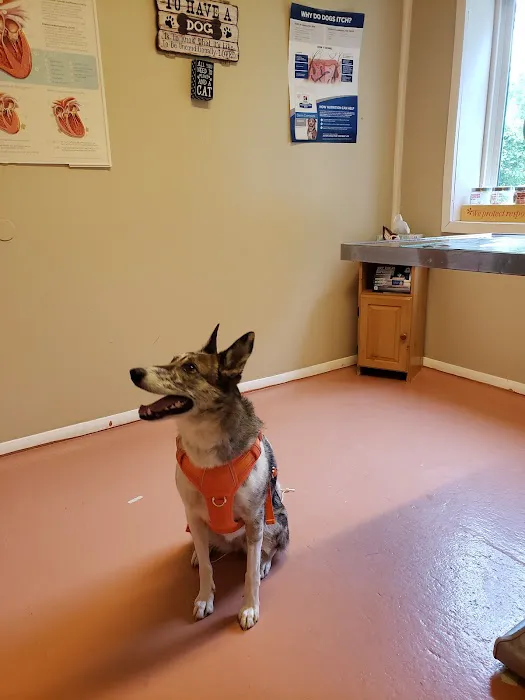 Burtchville Veterinary Clinic Picture 1