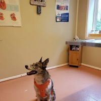 Burtchville Veterinary Clinic ico
