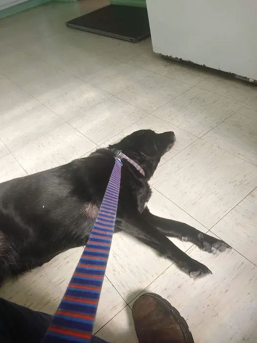Geiger Veterinary Clinic Picture 1