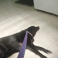 Geiger Veterinary Clinic ico