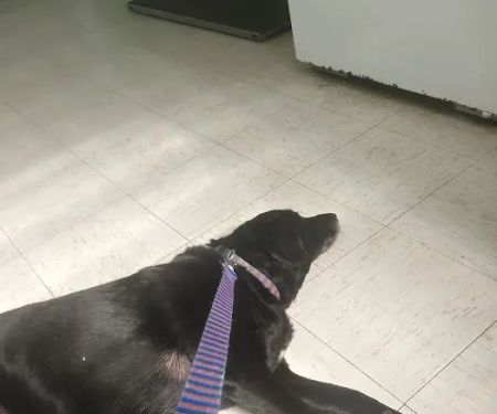 Geiger Veterinary Clinic