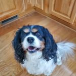 Croswell Veterinary Service