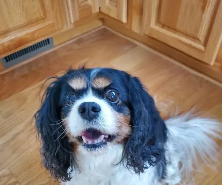 Croswell Veterinary Service