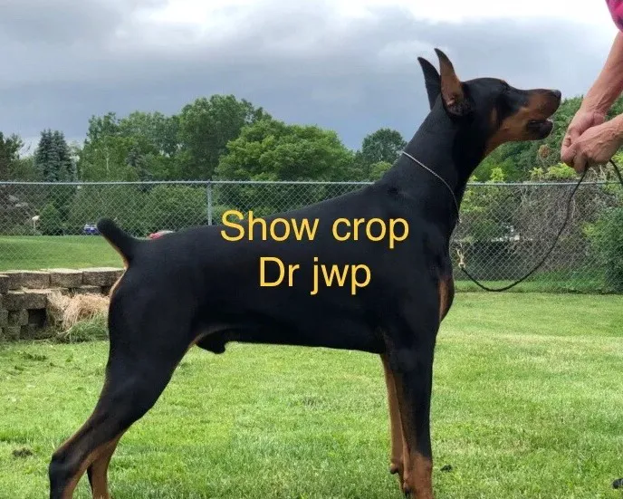 Croswell Veterinary Service Picture 8