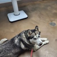 Thumb Veterinary Services ico