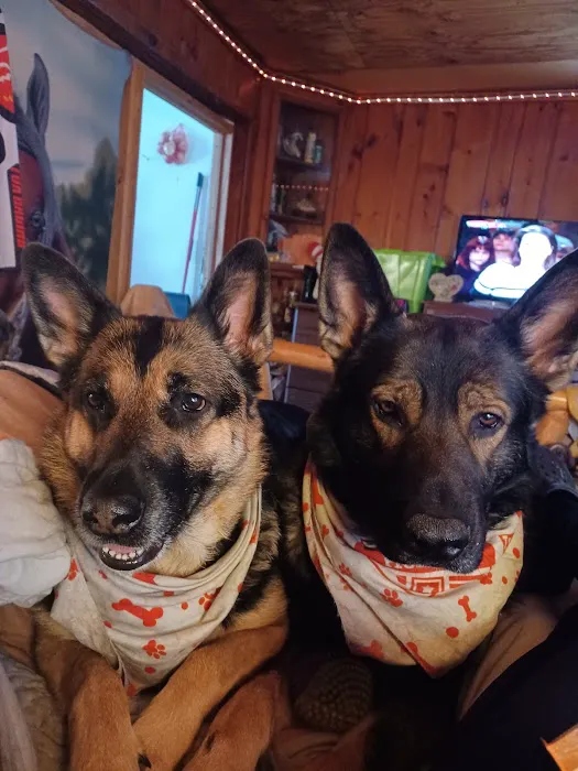 A Town & Country Animal Clinic Picture 6