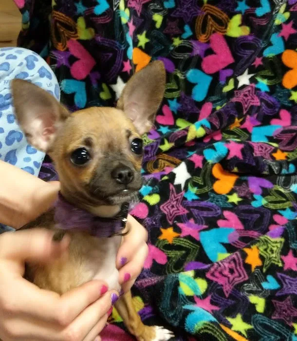 A Town & Country Animal Clinic Picture 9