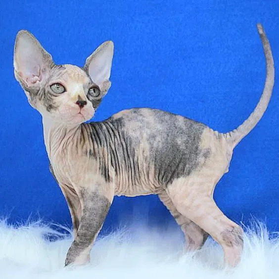 Rock Starz Sphynx Cattery Picture 4