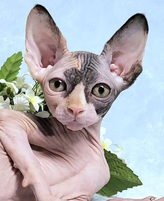 Rock Starz Sphynx Cattery Picture 7