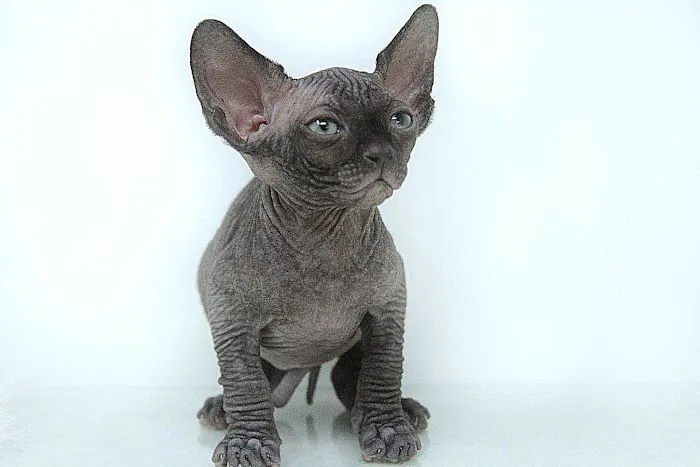 Rock Starz Sphynx Cattery Picture 6