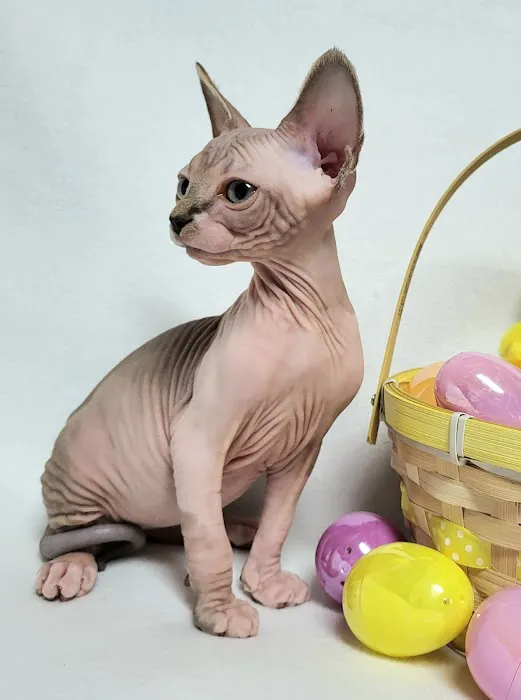 Rock Starz Sphynx Cattery Picture 2