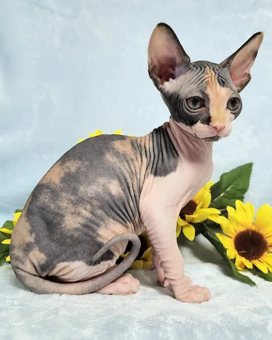 Rock Starz Sphynx Cattery Picture 3