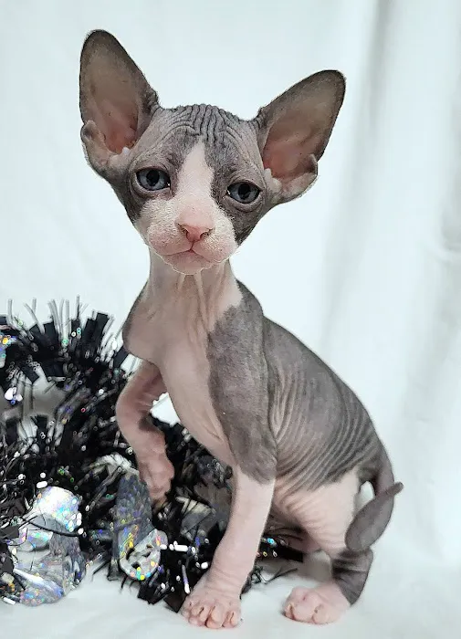 Rock Starz Sphynx Cattery Picture 1