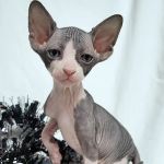 Rock Starz Sphynx Cattery