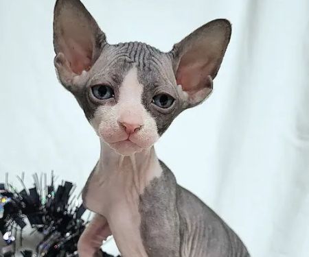 Rock Starz Sphynx Cattery