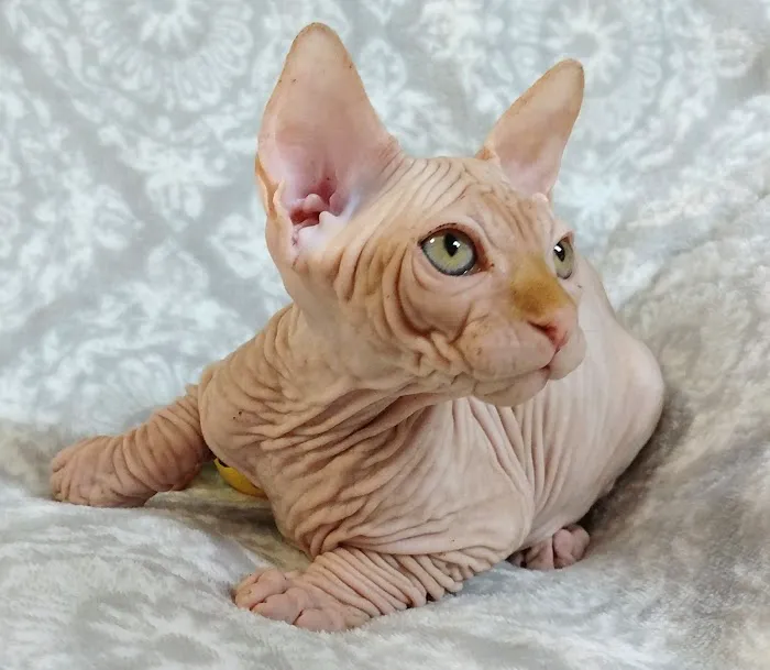 Rock Starz Sphynx Cattery Picture 5