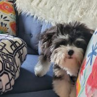 Grand Blanc Veterinary Hospital ico