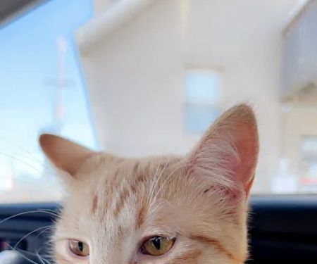Pawsitive Care Veterinary Clinic