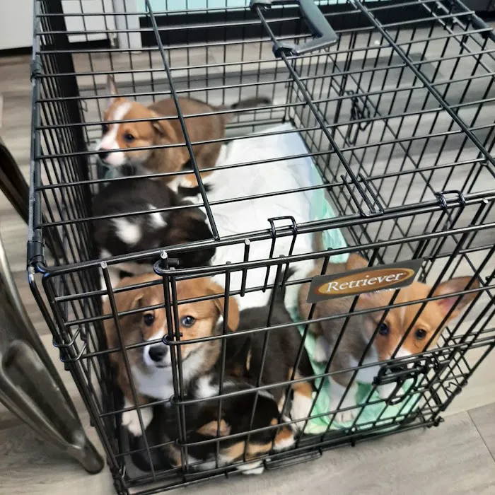 Pawsitive Care Veterinary Clinic Picture 10