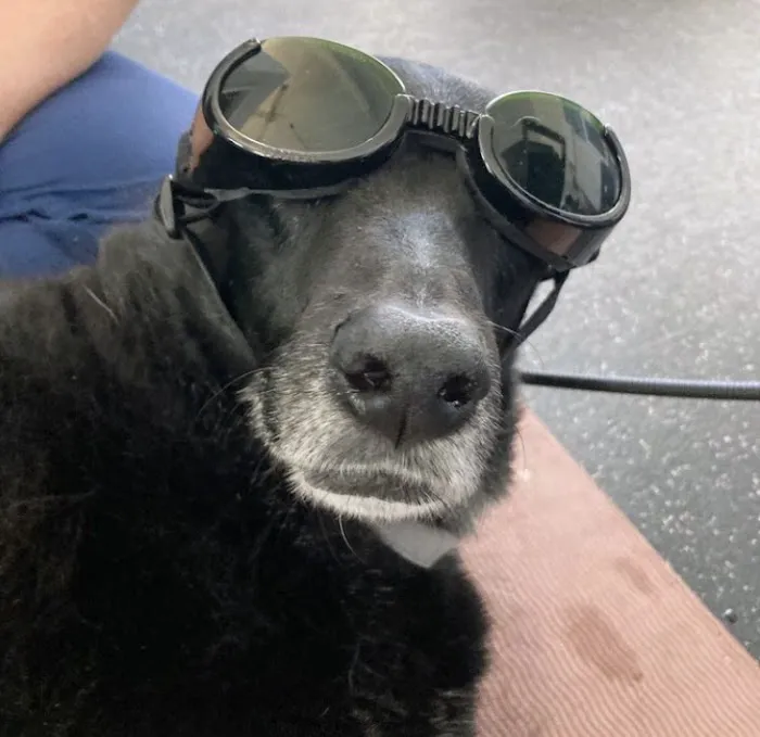 Personalized Veterinary : Behavior & Rehab Picture 1