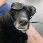 Personalized Veterinary : Behavior & Rehab