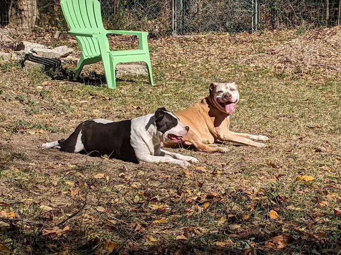 Personalized Veterinary : Behavior & Rehab Picture 2