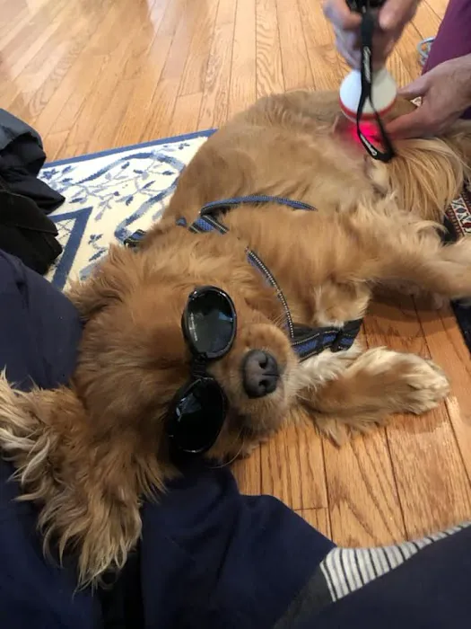 Personalized Veterinary : Behavior & Rehab Picture 5