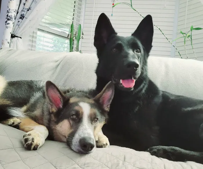 Personalized Veterinary : Behavior & Rehab Picture 9