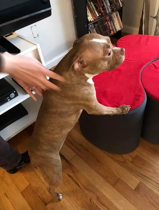 Personalized Veterinary : Behavior & Rehab Picture 7