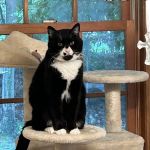 PetLove Dentistry and Oral Surgery