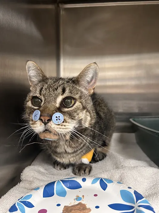 PetLove Dentistry and Oral Surgery Picture 7