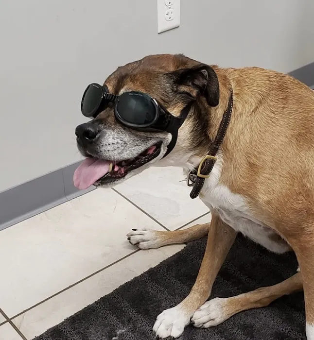 Animal Health Clinic (accepting new patients) Picture 1