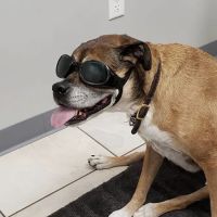 Animal Health Clinic (accepting new patients) ico