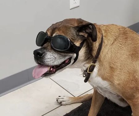 Animal Health Clinic (accepting new patients)