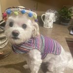 Fenton Veterinary Clinic LLC